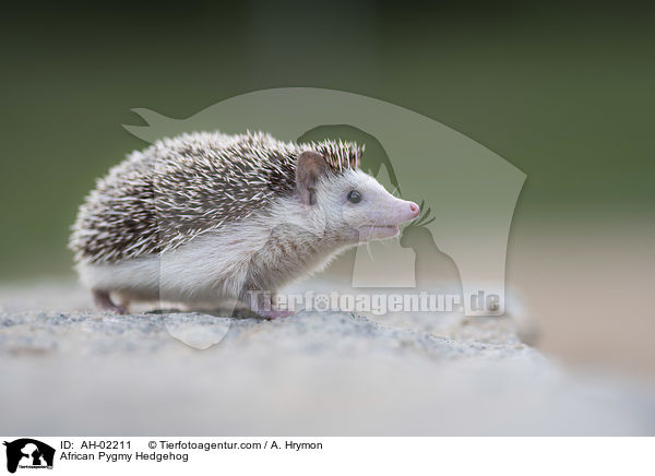Afrikanischer Weibauchigel / African Pygmy Hedgehog / AH-02211