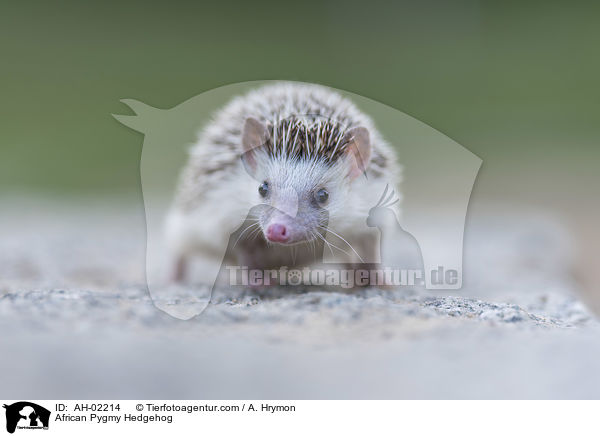 Afrikanischer Weibauchigel / African Pygmy Hedgehog / AH-02214