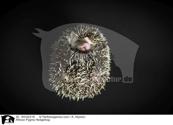 Afrikanischer Weibauchigel / African Pygmy Hedgehog / AH-02216