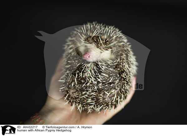 human with African Pygmy Hedgehog / AH-02217