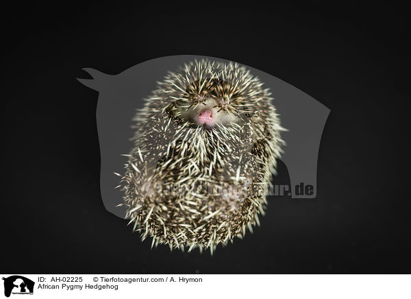 African Pygmy Hedgehog / AH-02225