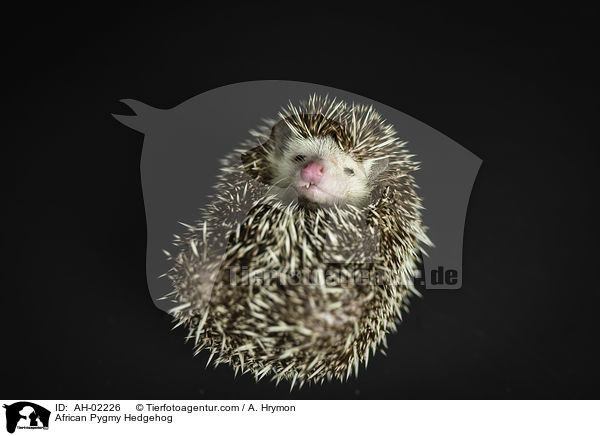 Afrikanischer Weibauchigel / African Pygmy Hedgehog / AH-02226