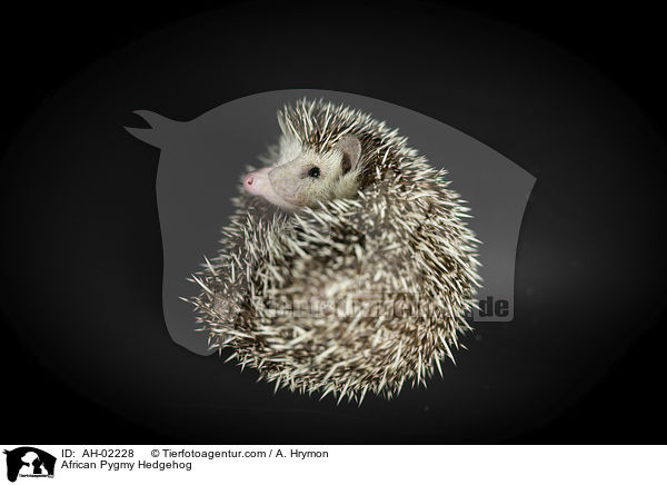 African Pygmy Hedgehog / AH-02228