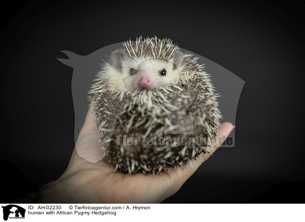 human with African Pygmy Hedgehog / AH-02230