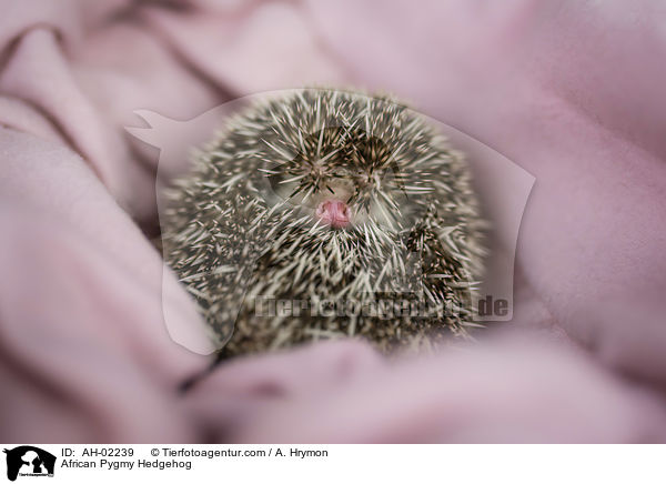 Afrikanischer Weibauchigel / African Pygmy Hedgehog / AH-02239