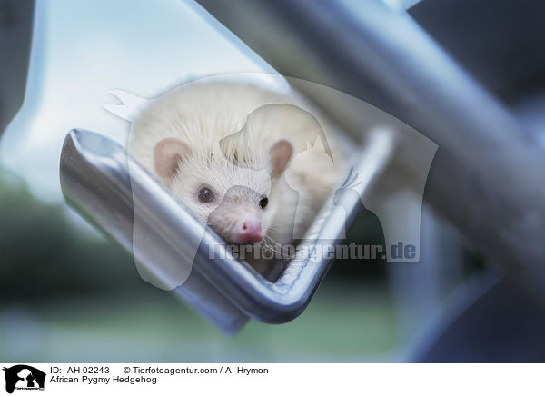 Afrikanischer Wei�bauchigel / African Pygmy Hedgehog / AH-02243
