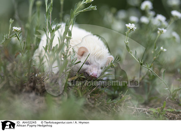 Afrikanischer Weibauchigel / African Pygmy Hedgehog / AH-02245