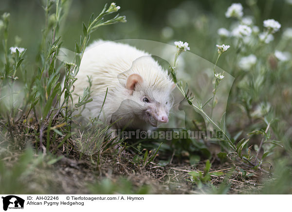 African Pygmy Hedgehog / AH-02246