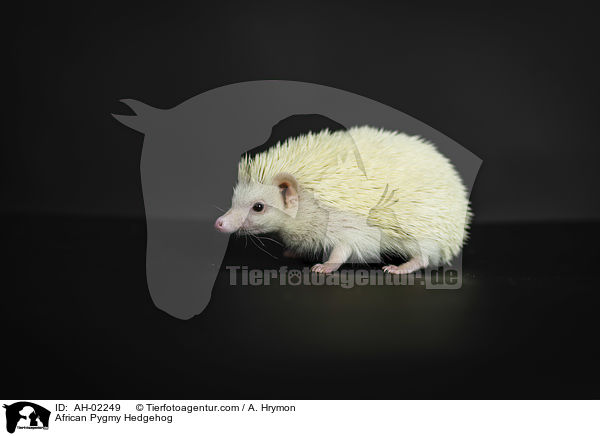 Afrikanischer Weibauchigel / African Pygmy Hedgehog / AH-02249