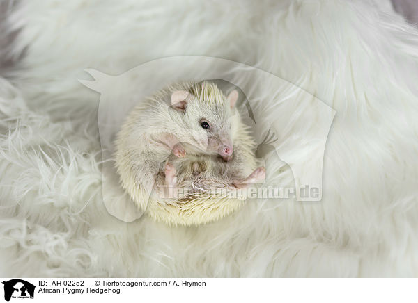 Afrikanischer Weibauchigel / African Pygmy Hedgehog / AH-02252