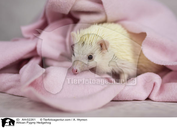 Afrikanischer Weibauchigel / African Pygmy Hedgehog / AH-02261