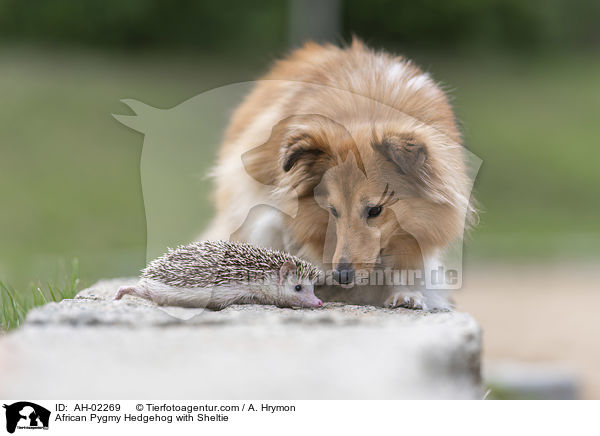 Afrikanischer Weibauchigel mit Sheltie / African Pygmy Hedgehog with Sheltie / AH-02269