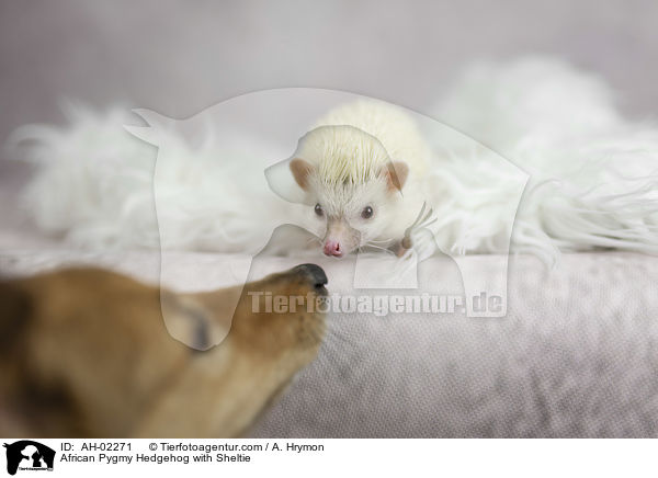 Afrikanischer Weibauchigel mit Sheltie / African Pygmy Hedgehog with Sheltie / AH-02271