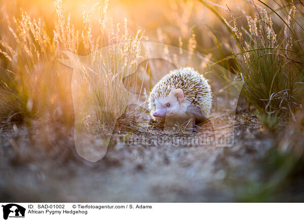 African Pygmy Hedgehog / SAD-01002