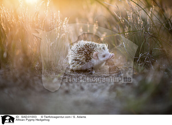 Afrikanischer Weibauchigel / African Pygmy Hedgehog / SAD-01003