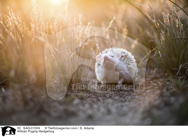 African Pygmy Hedgehog / SAD-01004