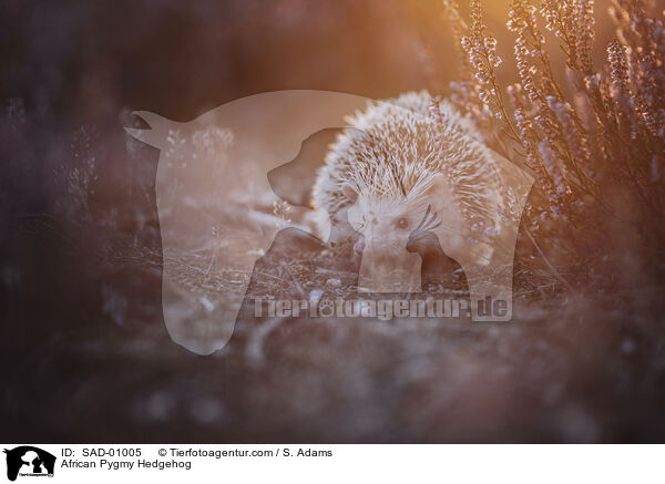 Afrikanischer Weibauchigel / African Pygmy Hedgehog / SAD-01005