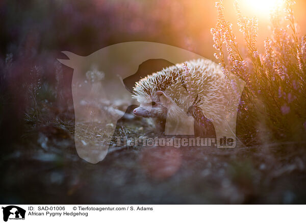 Afrikanischer Weibauchigel / African Pygmy Hedgehog / SAD-01006