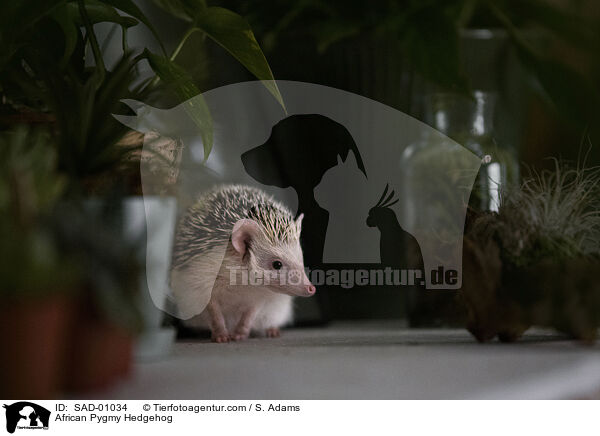 African Pygmy Hedgehog / SAD-01034