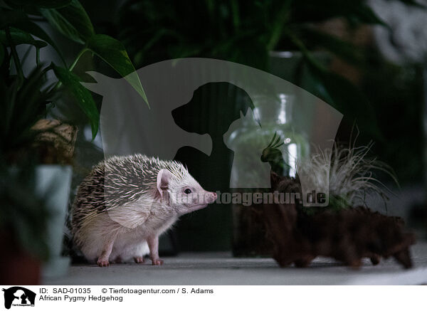 Afrikanischer Weibauchigel / African Pygmy Hedgehog / SAD-01035