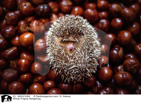 Afrikanischer Weibauchigel / African Pygmy Hedgehog / SAD-01084