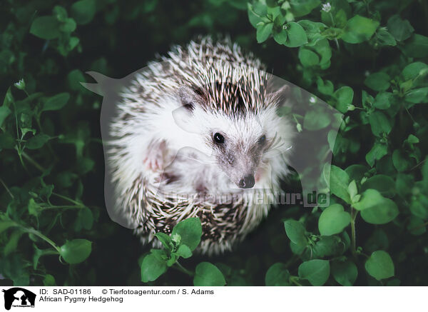 African Pygmy Hedgehog / SAD-01186