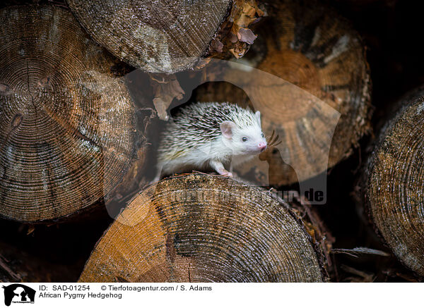 Afrikanischer Weibauchigel / African Pygmy Hedgehog / SAD-01254