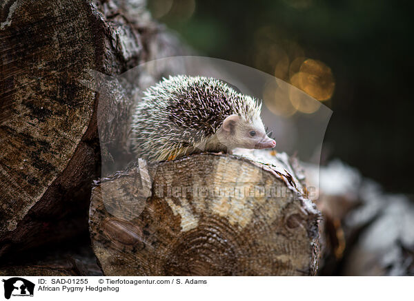 African Pygmy Hedgehog / SAD-01255