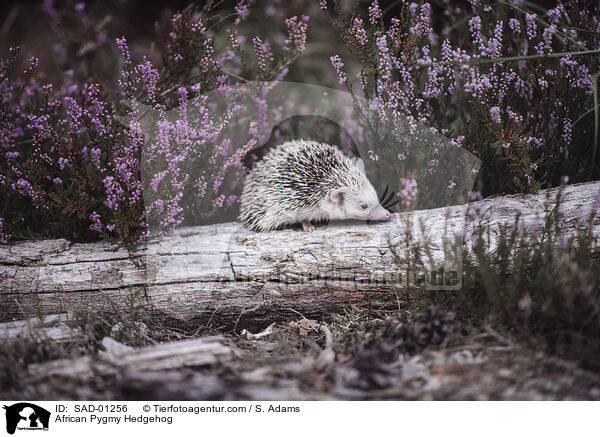 African Pygmy Hedgehog / SAD-01256