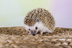 African pygmy hedgehog