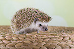 African pygmy hedgehog