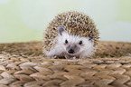 African pygmy hedgehog