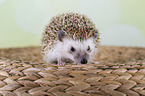 African pygmy hedgehog