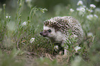 African Pygmy Hedgehog