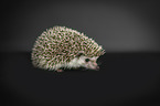 African Pygmy Hedgehog