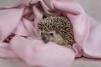 African Pygmy Hedgehog portrait