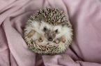 lying African Pygmy Hedgehog