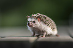 African Pygmy Hedgehog