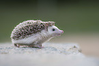 African Pygmy Hedgehog