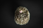 African Pygmy Hedgehog