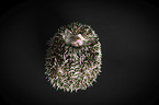 African Pygmy Hedgehog