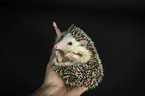 human with African Pygmy Hedgehog