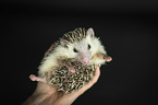 human with African Pygmy Hedgehog