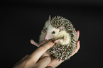 human with African Pygmy Hedgehog