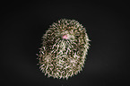 African Pygmy Hedgehog