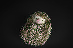 African Pygmy Hedgehog