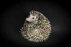 African Pygmy Hedgehog