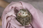 African Pygmy Hedgehog