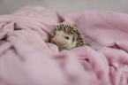 African Pygmy Hedgehog