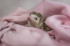 African Pygmy Hedgehog